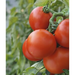 SpecWare Tomato Disease/Insect Alert Software