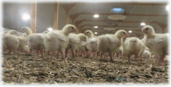 New Report to Help Farmers Improve Poultry (Broiler) House Conditions Through Better Ventilation