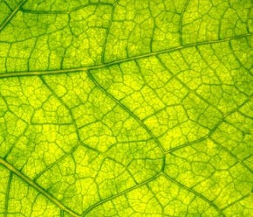 Chlorophyll & NDVI