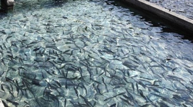 Aquaculture Water Monitoring