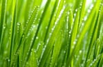 Chlorophyll In Green Grass 