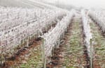 Frost On Grape Vines