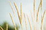 Measuring Light Intensity In A Field