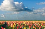 Measuring Nutrient Of A Field Of Crops