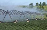 Rain & Moisture In Field