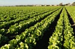 Monitoring Leaf Wetness Of A Crop